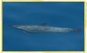 Spotted Dolphin