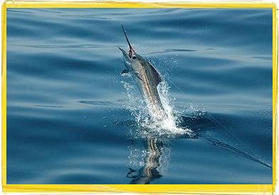 sailfishing, fly fishing, billfishing, sportfishing, Guatemala fishing