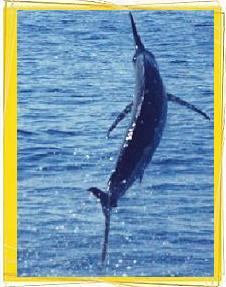 sailfishing, fly fishing, billfishing, sportfishing, Guatemala fishing