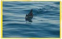 sailfishing, fly fishing, billfishing, sportfishing, Guatemala fishing