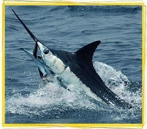 marlin-sailfish-billfish